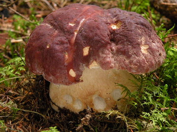 hríb sosnový Boletus pinophilus Pil. et Dermek in Pil.