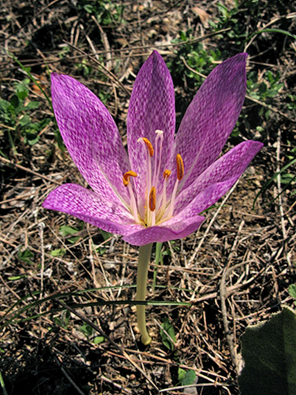 jesienka turecká Colchicum turcicum