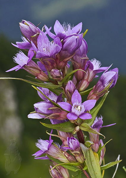 horček fatranský Gentianella fatrae (Borbás) Holub