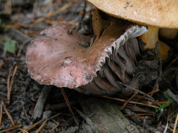 sliziak ružový Gomphidius roseus (Fr.) Oudem.