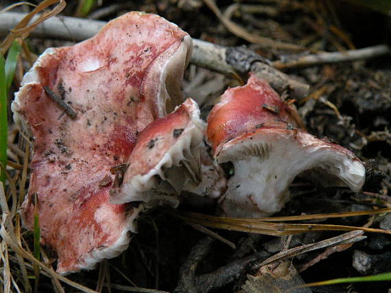 sliziak ružový Gomphidius roseus (Fr.) Oudem.