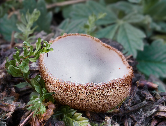 humária polguľovitá Humaria hemisphaerica (F.H. Wigg.) Fuckel