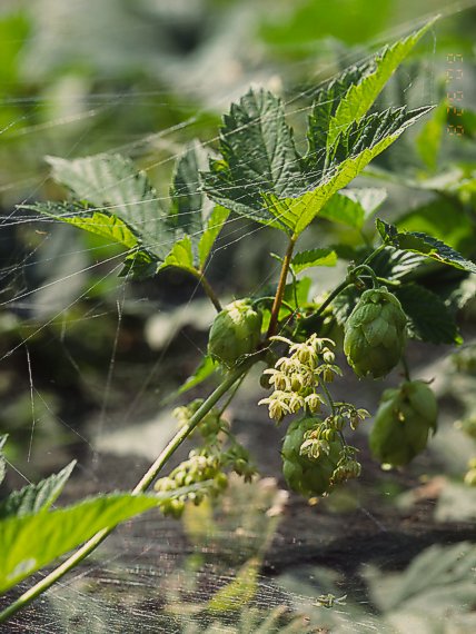 chmeľ obyčajný Humulus lupulus L.