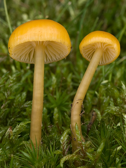 lúčnica Hygrocybe sp.