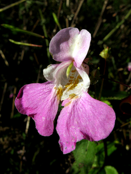 netýkavka Impatiens sp.