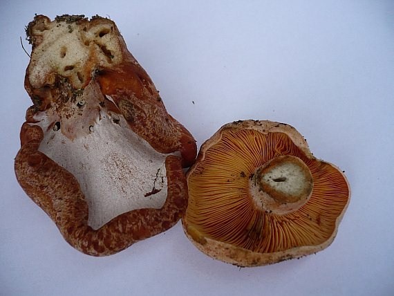 rýdzik vrchovský Lactarius salicis-reticulatae Kühner