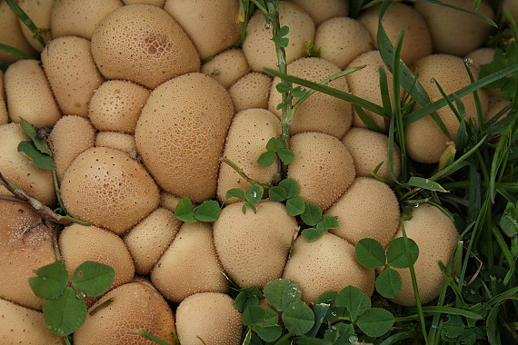 prášnica hruškovitá Lycoperdon pyriforme Schaeff.