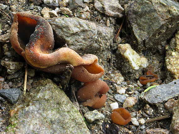 čiaška Peziza sp.