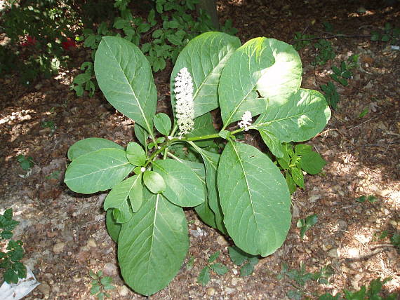 líčidlo americké Phytolacca americana L.