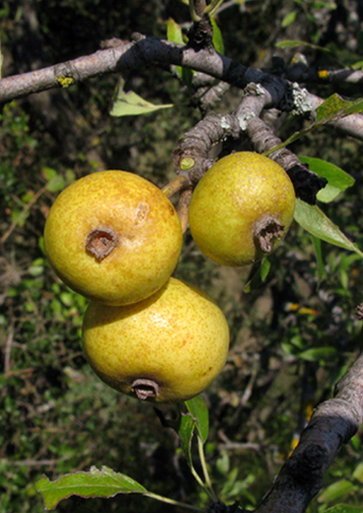 hruška Pyrus eleagrifolia