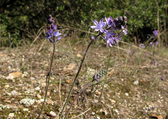 scila (ladoňka podzimní) Scilla autumnalis L.