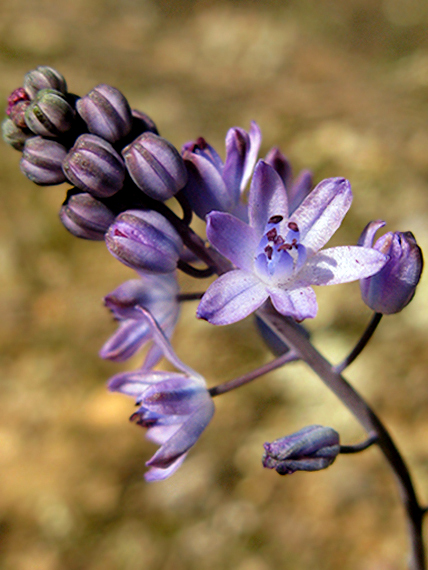 scila (ladoňka podzimní) Scilla autumnalis L.