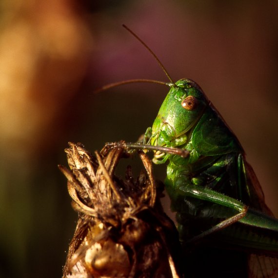 kobylka zelená  Tettigonia viridissima