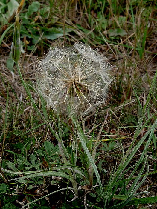 kozobrada lúčna Tragopogon pratensis L.