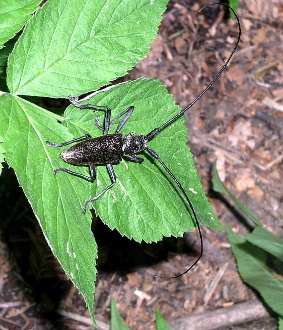 vrzúnik pralesový monochamus sartor