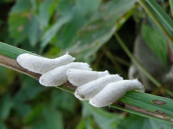 eriopeltis festucae