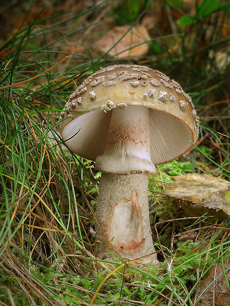 muchotrávka červenkastá Amanita rubescens Pers.