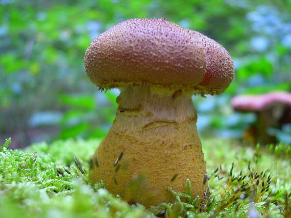 podpňovka Armillaria sp.