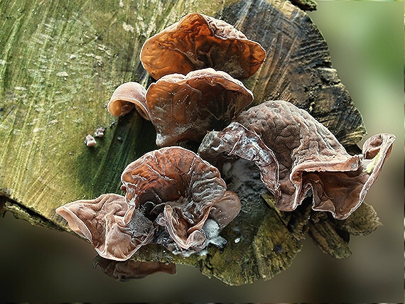 uchovec bazový Auricularia auricula-judae (Bull.) Quél.