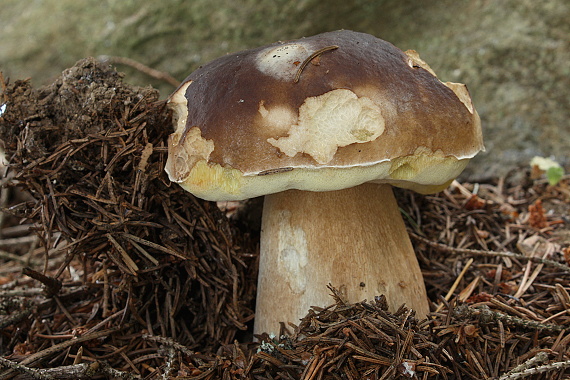 hríb smrekový Boletus edulis Bull.