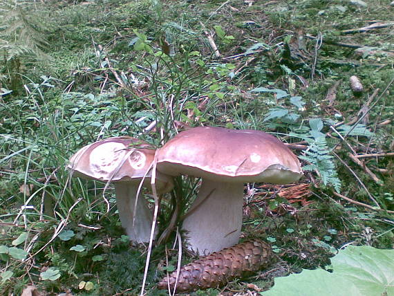 hríb smrekový Boletus edulis Bull.