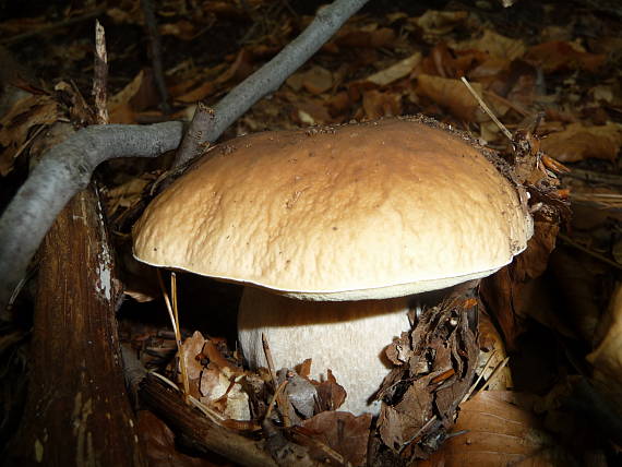 hríb smrekový Boletus edulis Bull.