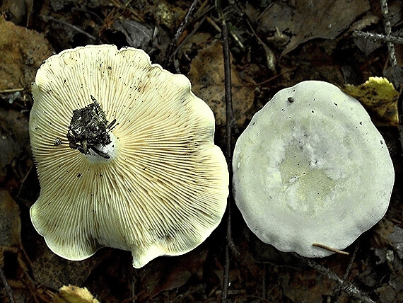 machovka obyčajná Clitopilus prunulus (Scop.) P. Kumm.