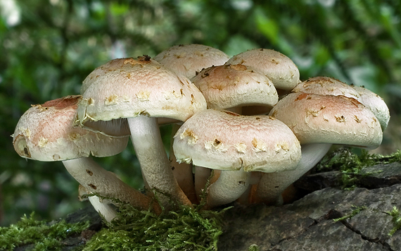 strapcovka tehlovočervená Hypholoma lateritium (Schaeff.) P. Kumm.