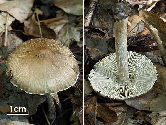 vláknica Inocybe sp.