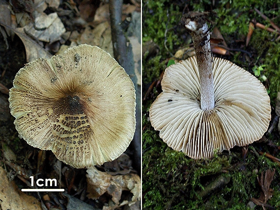 vláknica Inocybe sp.