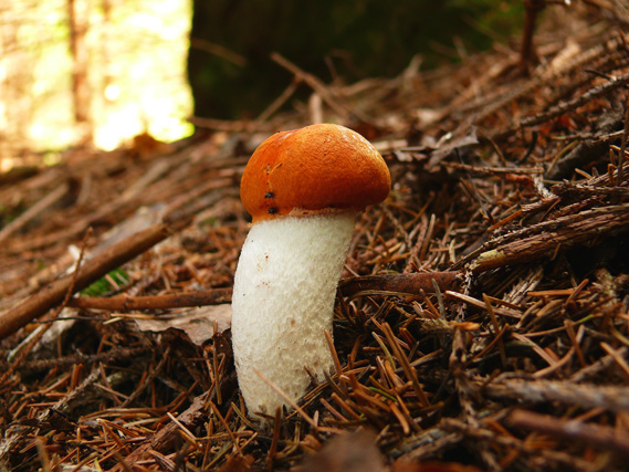 kozák osikový Leccinum albostipitatum den Bakker & Noordel.