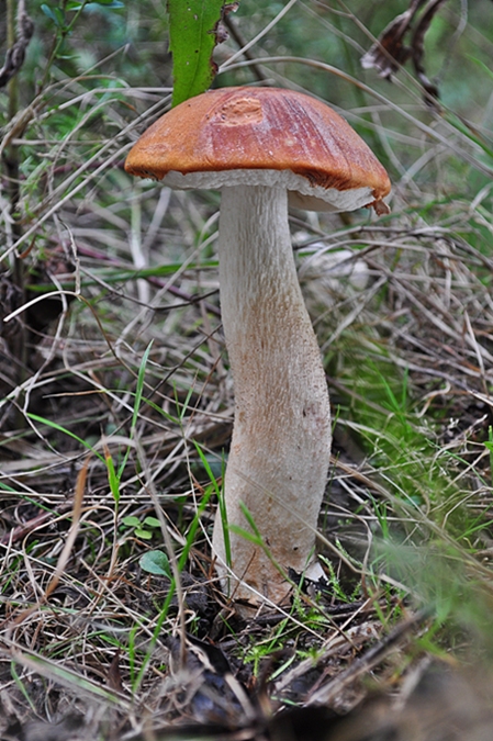 kozák osikový Leccinum albostipitatum den Bakker & Noordel.