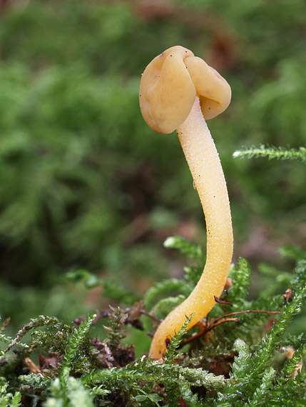 klincovka slizká Leotia lubrica (Scop.) Pers.