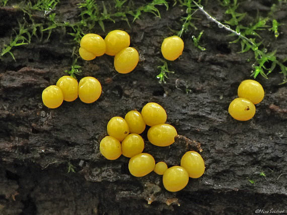 slizovka Myxomycetes