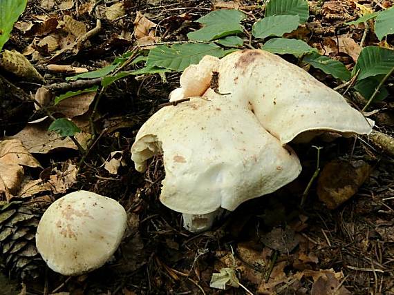 penízovka skvrnitá - Peniazovka škvrnitá Rhodocollybia maculata var. maculata  (Alb. & Schwein.) Singer 1939