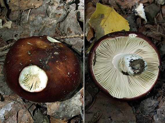 plávka Russula sp.