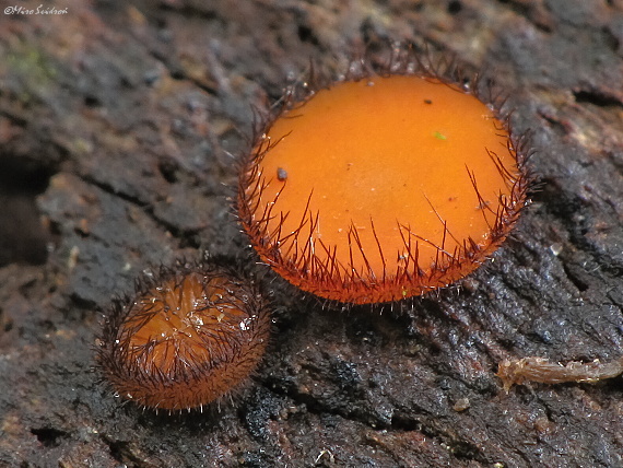 štítovnička Scutellinia sp.