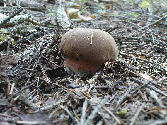 hríb zrnitohlúbikový Sutorius luridiformis (Rostk.) G. Wu & Zhu L. Yang