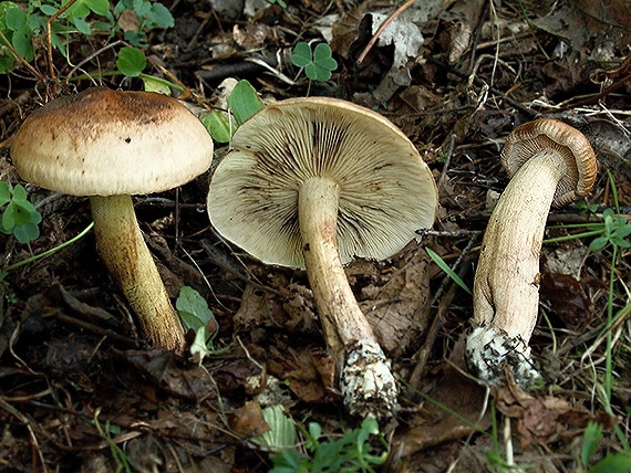 čírovka plavohnedá Tricholoma fulvum (Fr.) Bigeard & H. Guill.