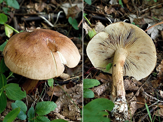 čírovka plavohnedá Tricholoma fulvum (Fr.) Bigeard & H. Guill.