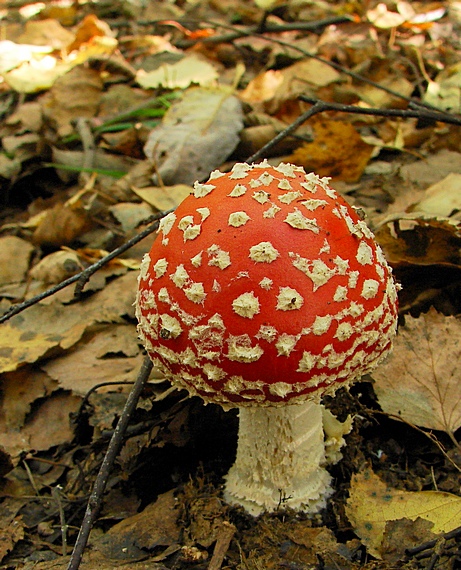 muchotrávka červená Amanita muscaria (L.) Lam.