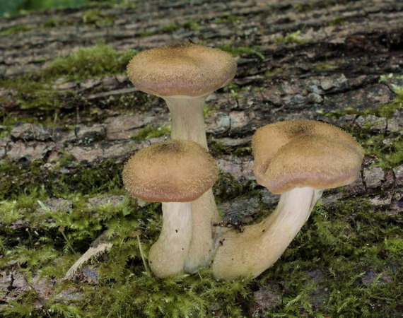 podpňovka obyčajná Armillaria mellea (Vahl) P. Kumm.