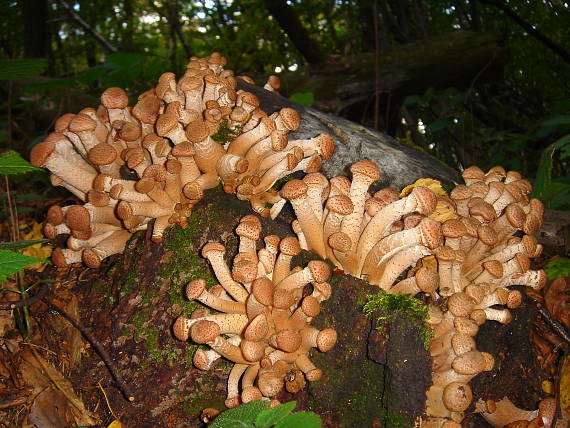 podpňovka tmavá Armillaria ostoyae (Romagn.) Herink