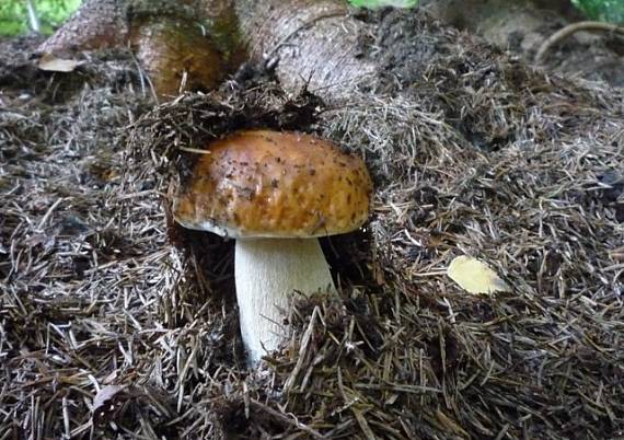 hríb smrekový Boletus edulis Bull.