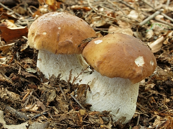 hríb smrekový Boletus edulis Bull.