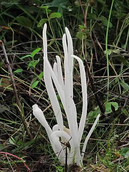 kyjačik lámavý Clavaria fragilis Holmsk.