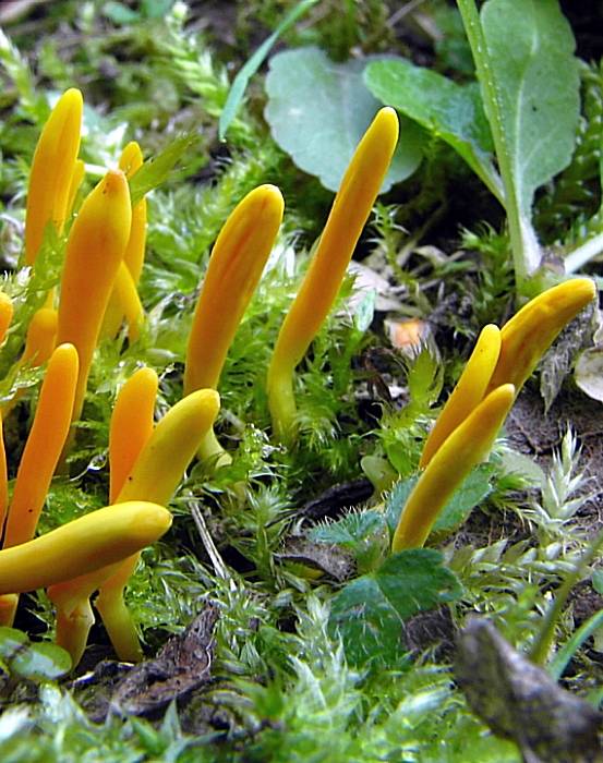 pakonárovka úhľadná Clavulinopsis laeticolor (Berk. & M.A. Curtis) R.H. Petersen