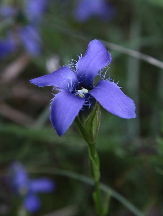 hořeček brvitý Gentianopsis ciliata (L.) Ma