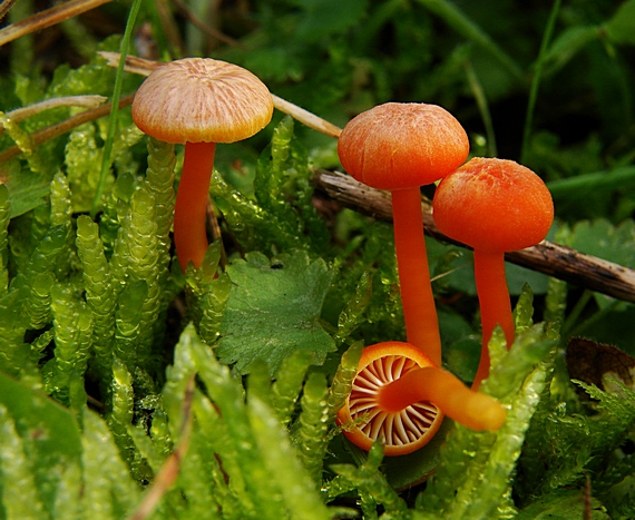 lúčnica Hygrocybe sp.