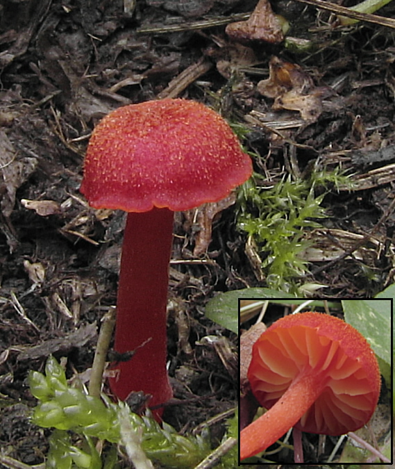 lúčnica Hygrocybe sp.